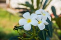 White flowers with a yellow center.Plumeria. Royalty Free Stock Photo