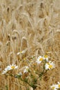 Farm strain Anthemis arvensis in a field with grain