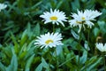 White flowers with a yellow heart and green leaves. Chamomile in the field. Macro photography of flowers and plants. Close-up Royalty Free Stock Photo