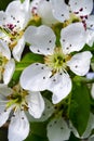 White flowers of a young pear in the spring garden