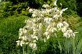 White flowers of yucca filamentous Yucca filamentosa L