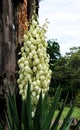 White flowers on yucca plant against tree Royalty Free Stock Photo