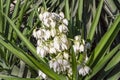 Blooming yucca. White flowers of yucca plant