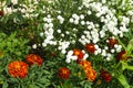 White flowerses on background of the green herb Royalty Free Stock Photo