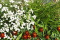 White flowerses on background of the green herb Royalty Free Stock Photo