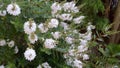 White flowery bush in the backyard