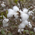 White fluff cotton plants on blurred background