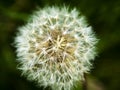 White fluff of dandelion flower on a black background Royalty Free Stock Photo