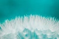 White Fluff Of Dandelion Seeds. Royalty Free Stock Photo