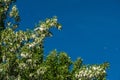 White fluff flies from a female poplar tree against a blue sky. Royalty Free Stock Photo