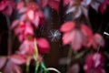 white fluff stuck on the spider web Royalty Free Stock Photo
