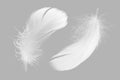 White Fluffly Feathers on Gray Background. Swan Feather. Royalty Free Stock Photo