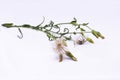 Dandelion plant with fluffs and yellow flowers on a white background