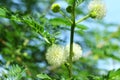 White fluffy balls flowers Leucaena leucocephala leucaena glauca, mimosa leucocephala Royalty Free Stock Photo