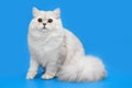 White fluffy beautiful cat on studio background