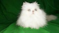 White fluffy beautiful Persian cat on the drapery green background. Blue eyes, fluffy tail. Sweet lovely pretty long haired cat