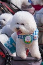 A white fluffy Bichon Frise dog show. Nagoya. Japan