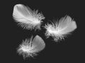 White fluffy bird feather on a black background. The texture of a delicate feather. soft focus Royalty Free Stock Photo