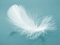 White fluffy bird feather on a blue background. The texture of a delicate feather. soft focus Royalty Free Stock Photo