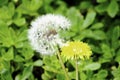 White fluffy blooming dandelion and yellow dandelion on a background of green grass Royalty Free Stock Photo