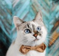 White fluffy blue-eyed cat in bow tie. Close portrait on turquoise wooden textural background. Fashion look Royalty Free Stock Photo