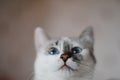 White fluffy blue-eyed cat. Close portrait Royalty Free Stock Photo