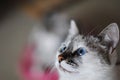 White fluffy blue-eyed cat. Close portrait Royalty Free Stock Photo