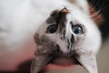 White fluffy blue-eyed cat. Close upside down portrait