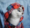 White fluffy blue-eyed cat dressed in checkered shirt with a hood. Close profile portrait on denim background. Fashion Royalty Free Stock Photo