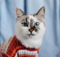 White fluffy blue-eyed cat dressed in striped orange sweater. Close portrait on single denim background. Fashion look