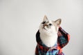 White fluffy blue-eyed cat in a plaid shirt with a hood on a light background. Close-up portrait. Free space for design