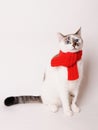 White fluffy blue-eyed cat in a red knitted scarf. On white background, isolated Royalty Free Stock Photo