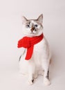 White fluffy blue-eyed cat in a red knitted scarf. On white background, isolated Royalty Free Stock Photo