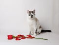 White fluffy blue-eyed cat sitting on a white background in a graceful pose next to a red rose and petals Royalty Free Stock Photo