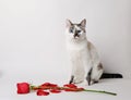 White fluffy blue-eyed cat sitting on a white background in a graceful pose next to a red rose and petals