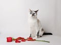 White fluffy blue-eyed cat sitting on a white background in a graceful pose next to a red rose and petals Royalty Free Stock Photo