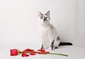 White fluffy blue-eyed cat sitting on a white background in a graceful pose next to a red rose and petals Royalty Free Stock Photo