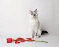 White fluffy blue-eyed cat sitting on a white background in a graceful pose next to a red rose and petals Royalty Free Stock Photo