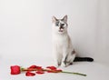 White fluffy blue-eyed cat sitting on a white background in a graceful pose next to a red rose and petals Royalty Free Stock Photo