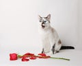 White fluffy blue-eyed cat sitting on a white background in a graceful pose next to a red rose and petals. Open mouth Royalty Free Stock Photo