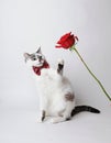 White fluffy blue-eyed cat in a stylish bow tie on a light background with a red rose. Red silk bow tie with a pattern Royalty Free Stock Photo