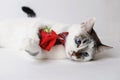 White fluffy blue-eyed cat in a stylish bow tie lying and holding a red rose in arms. Silk red bow tie with a pattern Royalty Free Stock Photo