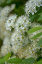 White fluffy bunches of small flowers of fruit shrub viburnum or black-fruited ash or bird-cherry tree blooming in Royalty Free Stock Photo