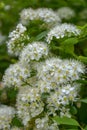 White fluffy bunches of small flowers of fruit shrub viburnum or black-fruited ash or bird-cherry tree blooming in Royalty Free Stock Photo