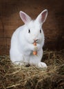 White fluffy Bunny eats a carrot Royalty Free Stock Photo