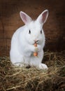 White fluffy Bunny eats a carrot