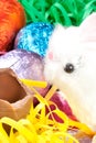 White Fluffy Bunny Eats Chocolate Egg Royalty Free Stock Photo