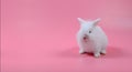 White fluffy bunny sitting on pink background, little white rabbit and copy space