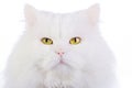 White fluffy cat Royalty Free Stock Photo