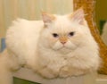 White, Fluffy Cat Royalty Free Stock Photo